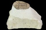 Detailed, Long Kainops Trilobite - Oklahoma #95690-2
